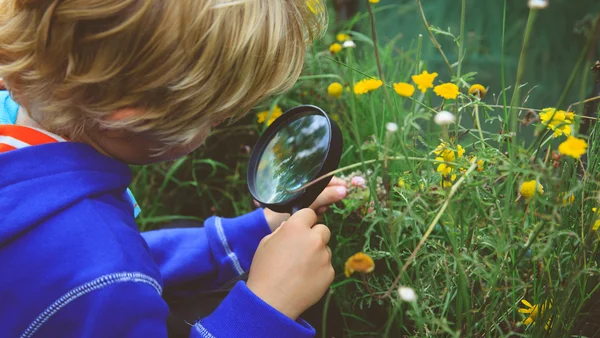Kleiner Junge untersucht draußen Blumen mit seiner Lupe