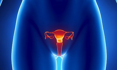 Position des Uterus im weiblichen Körper
